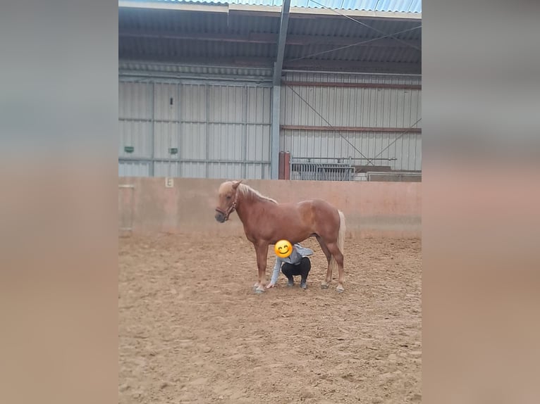 Icelandic Horse Mare 18 years 13,1 hh Chestnut-Red in Meschede
