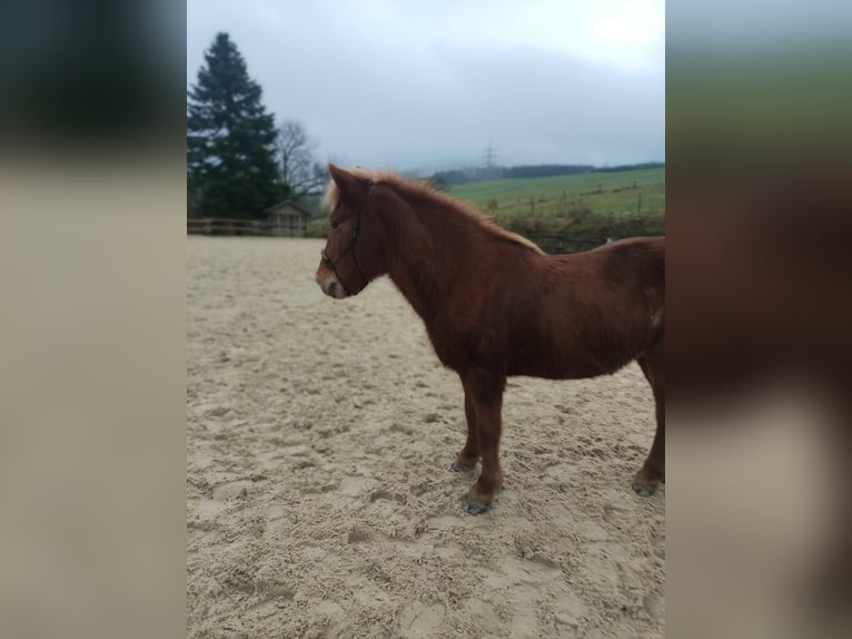 Icelandic Horse Mare 18 years 13,1 hh Chestnut-Red in Meschede