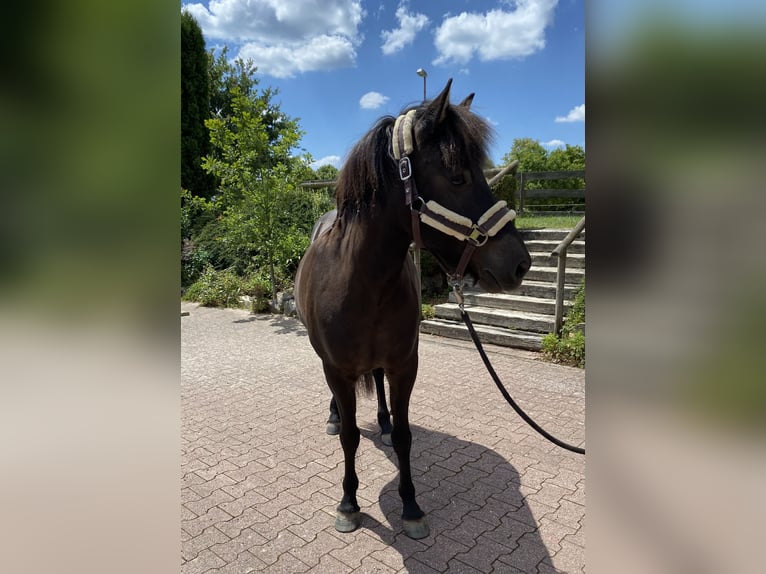 Icelandic Horse Mare 18 years 13,2 hh Bay-Dark in StipshausenBruchweiler