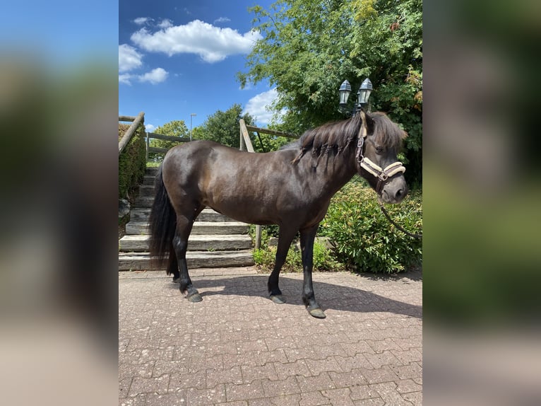 Icelandic Horse Mare 18 years 13,2 hh Bay-Dark in StipshausenBruchweiler