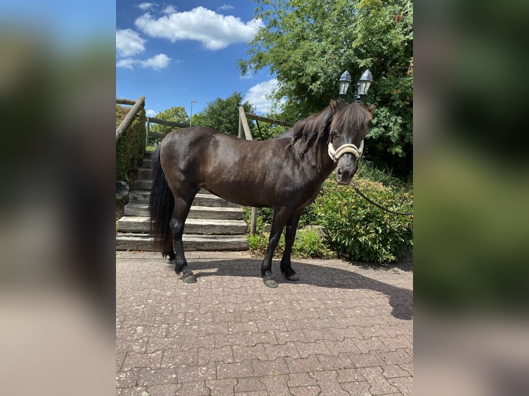 Icelandic Horse Mare 18 years 13,2 hh Bay-Dark in StipshausenBruchweiler