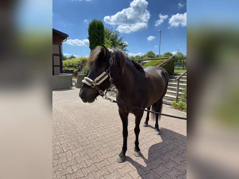 Icelandic Horse Mare 18 years 13,2 hh Bay-Dark in StipshausenBruchweiler