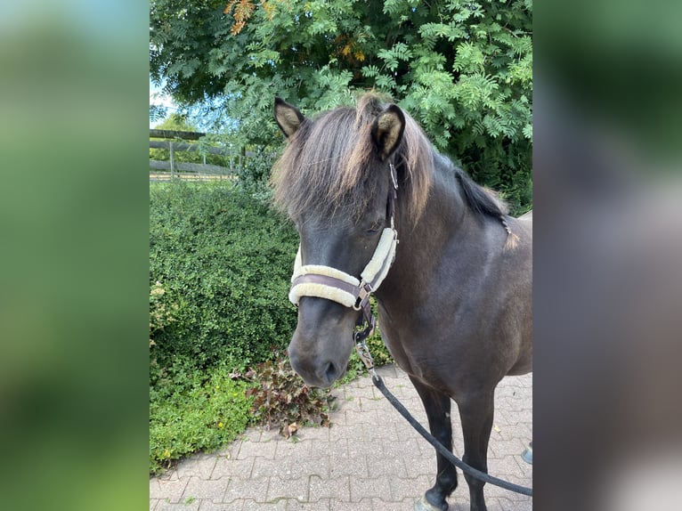 Icelandic Horse Mare 18 years 13,2 hh Bay-Dark in StipshausenBruchweiler
