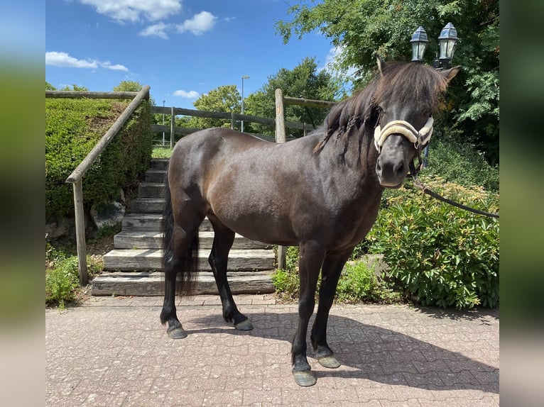 Icelandic Horse Mare 18 years 13,2 hh Bay-Dark in StipshausenBruchweiler