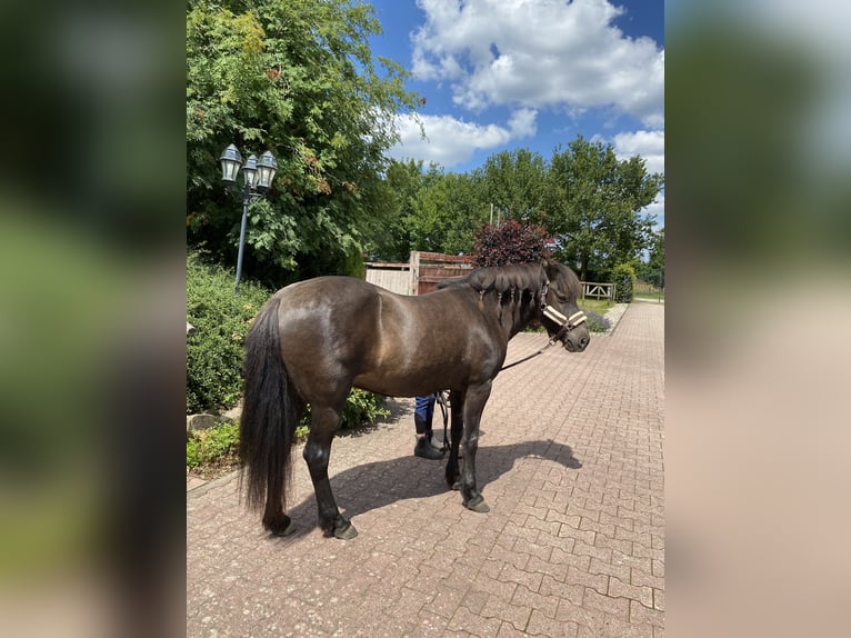Icelandic Horse Mare 18 years 13,2 hh Bay-Dark in StipshausenBruchweiler