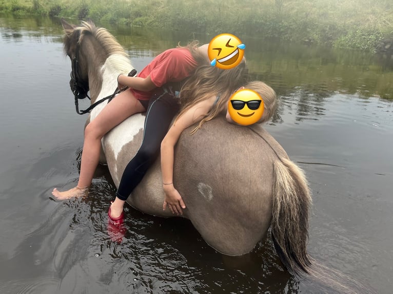 Icelandic Horse Mare 18 years 13,2 hh Dun in Wardenburg