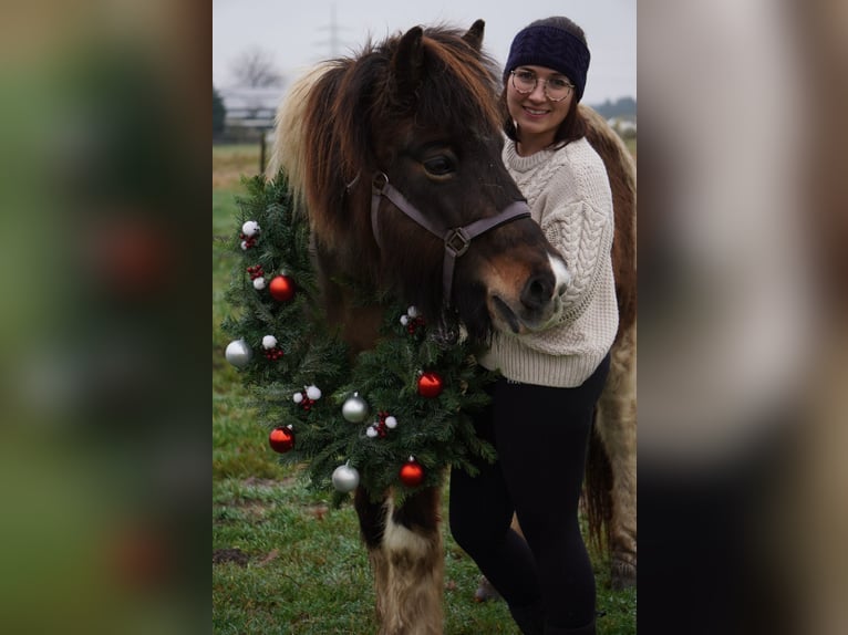 Icelandic Horse Mare 18 years 13,2 hh Pinto in StraelenStraelen