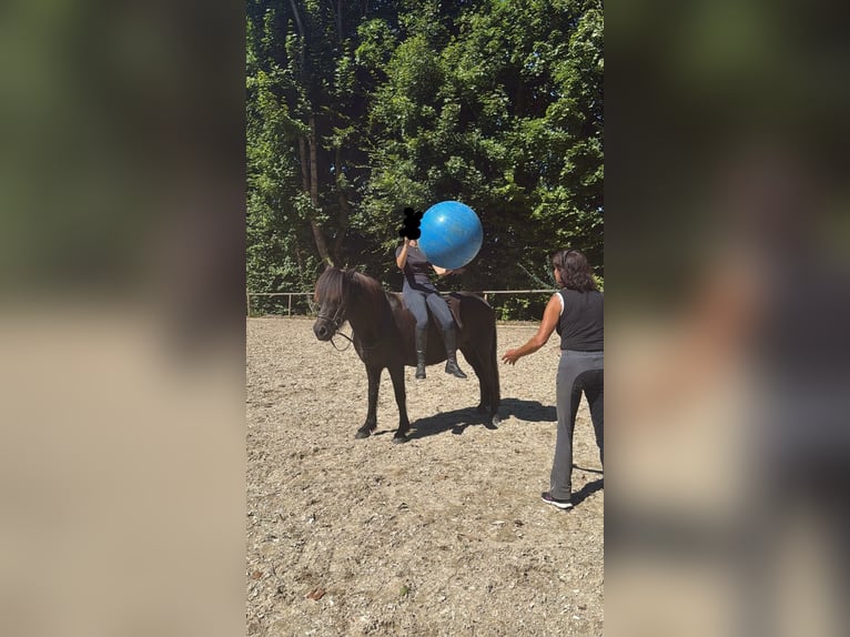 Icelandic Horse Mare 18 years 13,3 hh Black in Holzgünz