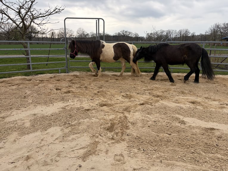 Icelandic Horse Mare 18 years 14.1 hh Pinto in Anderlingen