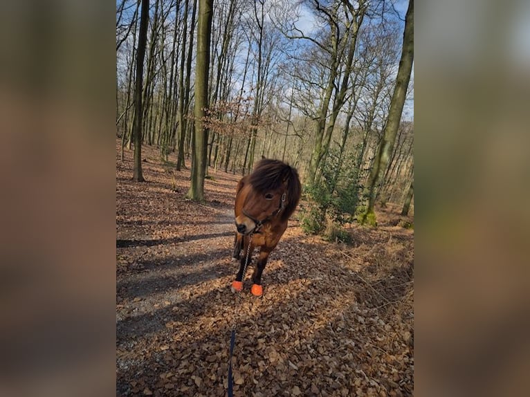 Icelandic Horse Mare 18 years 14 hh Bay-Dark in Duisburg