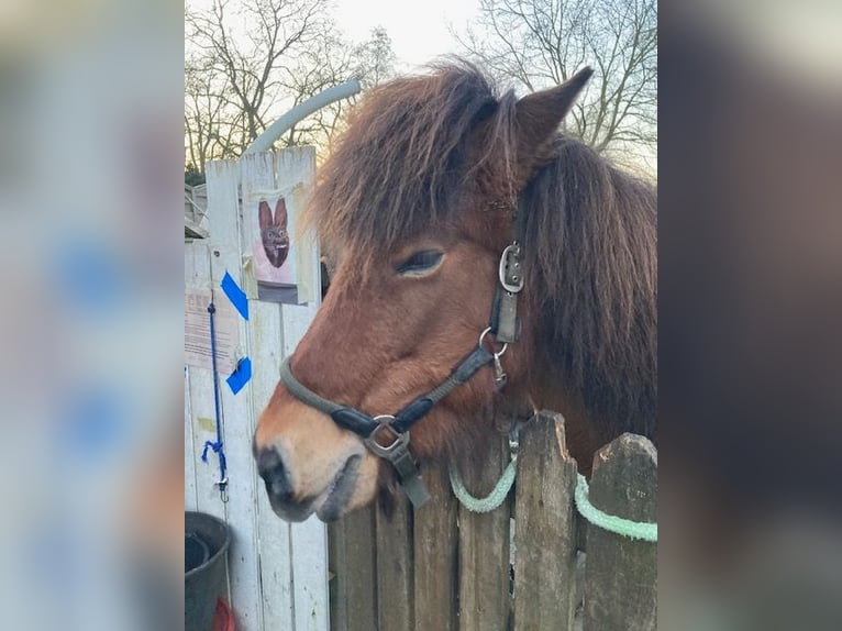Icelandic Horse Mare 18 years 14 hh Bay-Dark in Duisburg