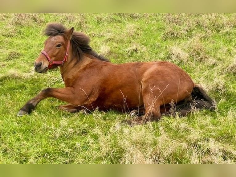 Icelandic Horse Mare 18 years 14 hh Bay-Dark in Duisburg