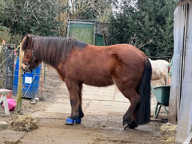 Icelandic Horse Mare 18 years 14 hh Bay-Dark in Duisburg