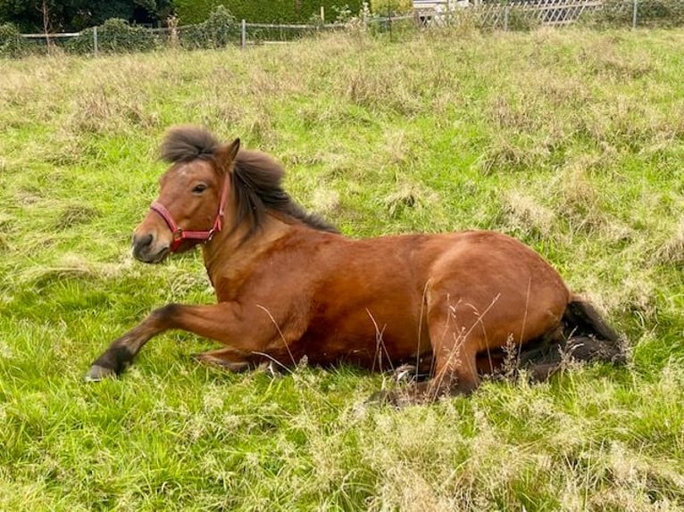 Icelandic Horse Mare 18 years 14 hh Bay-Dark in Duisburg