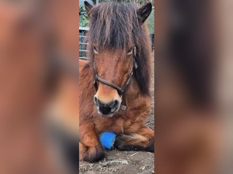 Icelandic Horse Mare 18 years 14 hh Bay-Dark in Duisburg