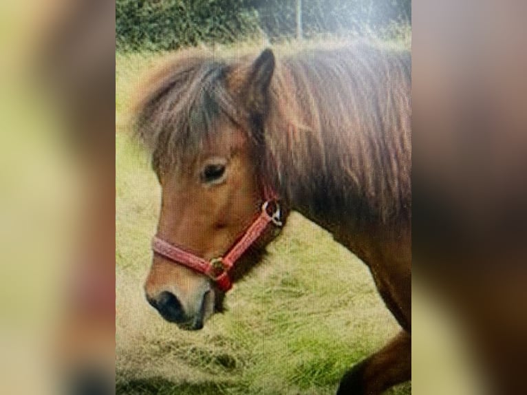 Icelandic Horse Mare 18 years 14 hh Bay-Dark in Duisburg