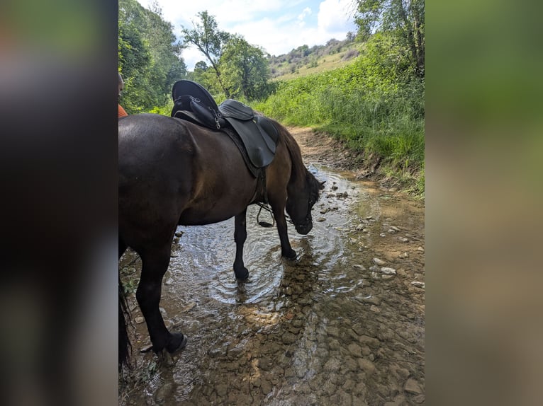 Icelandic Horse Mare 18 years 14 hh Black in Deining