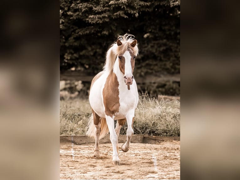 Icelandic Horse Mare 18 years 14,1 hh Pinto in Zerf