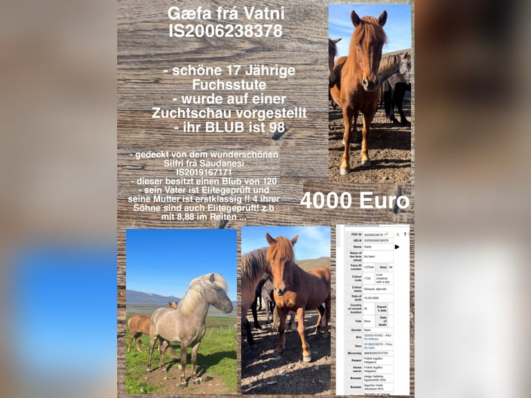 Icelandic Horse Mare 18 years in Reykjavik