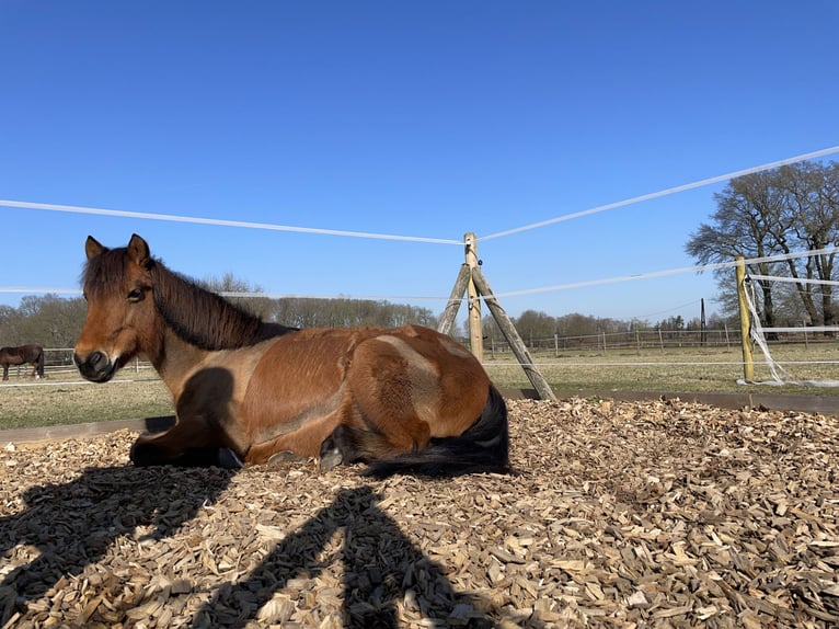 Icelandic Horse Mix Mare 19 years 11.2 hh Brown in Schermbeck