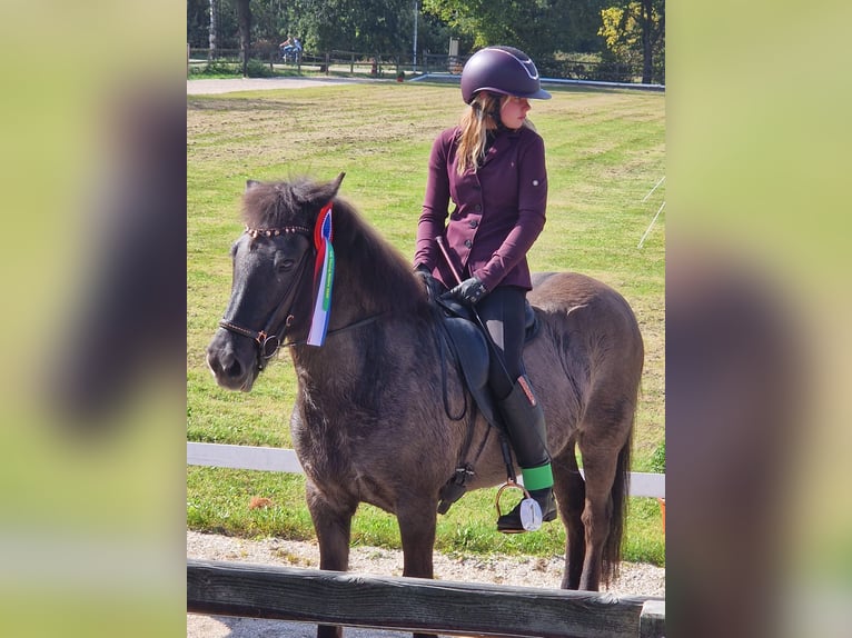 Icelandic Horse Mare 19 years 13.1 hh Black in Eagum