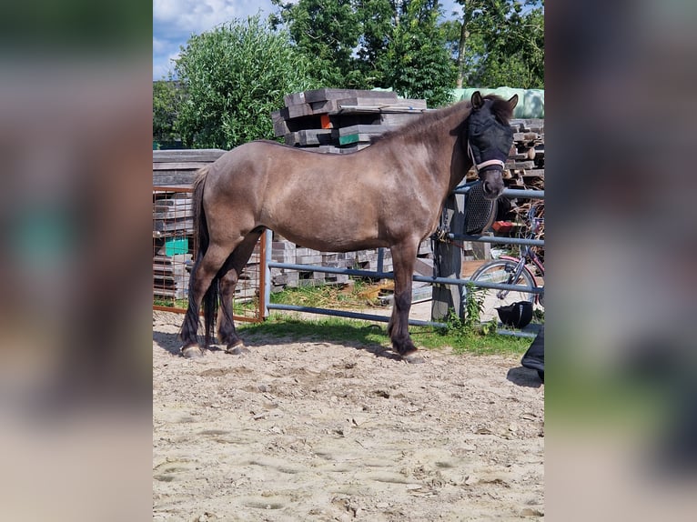 Icelandic Horse Mare 19 years 13.1 hh Black in Eagum
