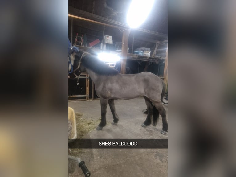 Icelandic Horse Mare 19 years 13.1 hh Black in Eagum