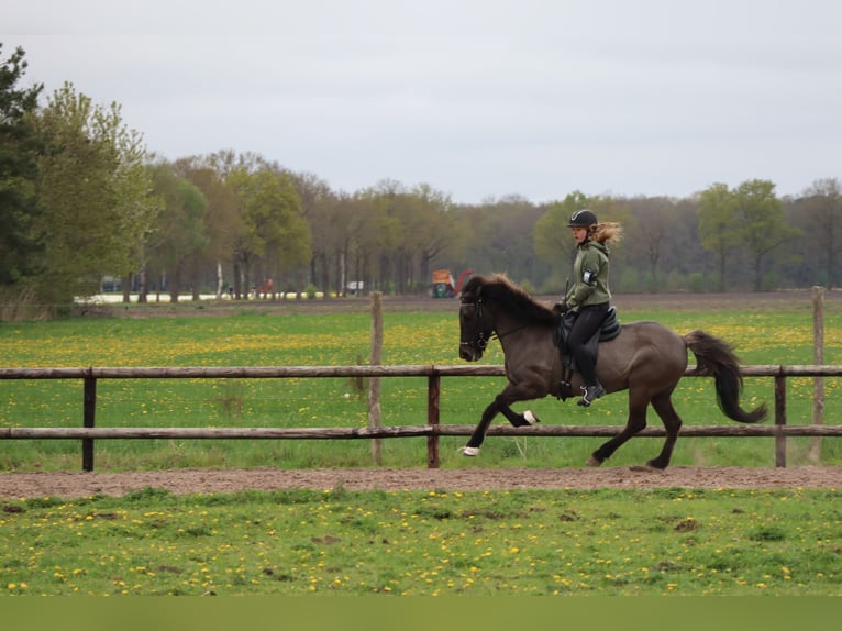 Icelandic Horse Mare 19 years 13.1 hh Black in Eagum