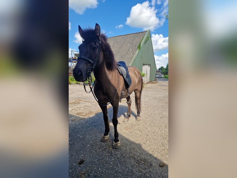 Icelandic Horse Mare 19 years 13.1 hh Black in Eagum
