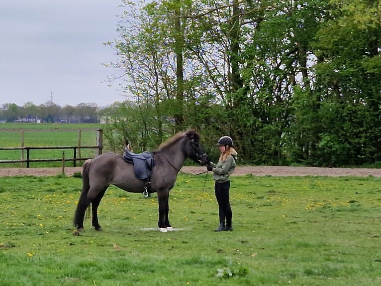 Icelandic Horse Mare 19 years 13.1 hh Black in Eagum