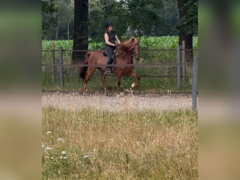 Icelandic Horse Mare 19 years 13.2 hh Chestnut-Red in Telgte