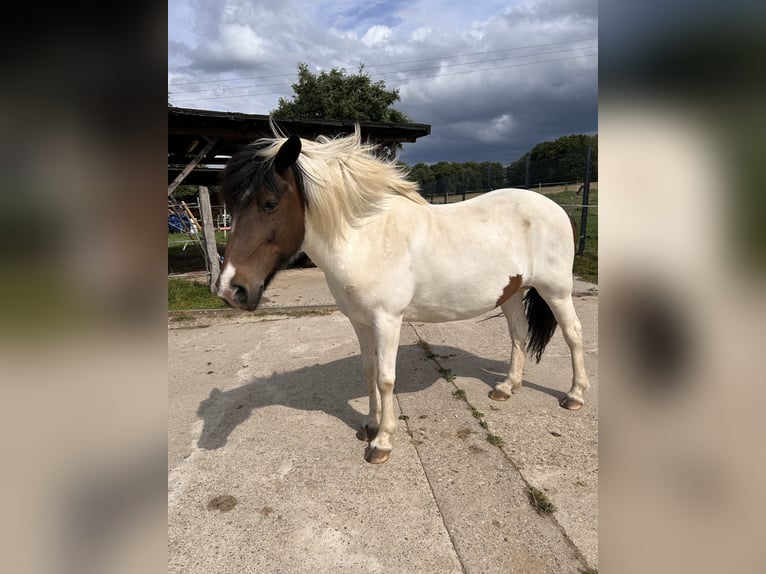 Icelandic Horse Mare 19 years 13.2 hh Pinto in WeyerbuschMehren