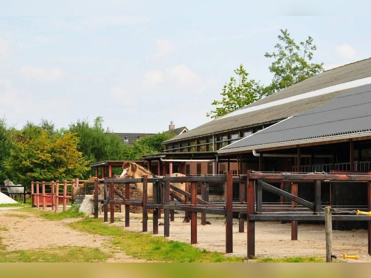 Icelandic Horse Mare 19 years 13.3 hh Brown Falb mold in De Rijp