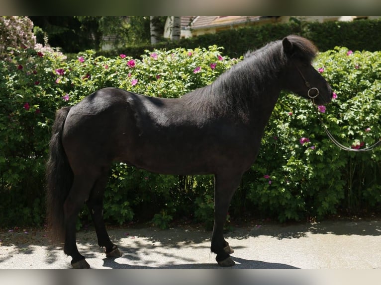 Icelandic Horse Mare 19 years 13,1 hh Black in Langschwarza