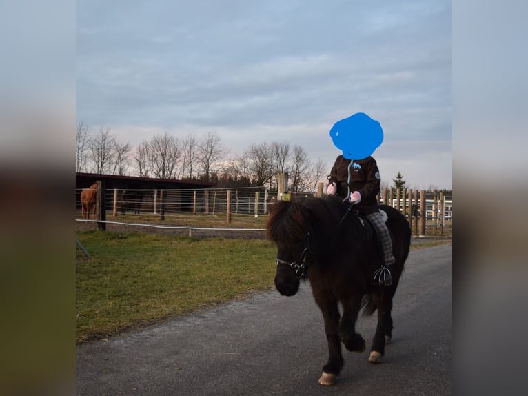 Icelandic Horse Mare 19 years 13,1 hh Black in Langschwarza