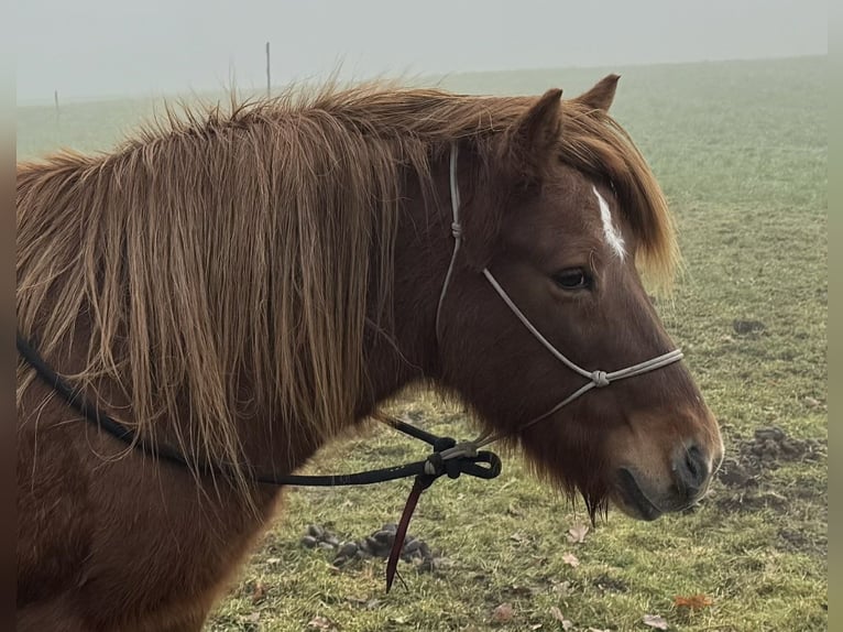 Icelandic Horse Mare 19 years Chestnut-Red in Schlehdorf