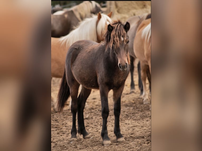 Icelandic Horse Mare 1 year 12,3 hh Brown in Offenheim