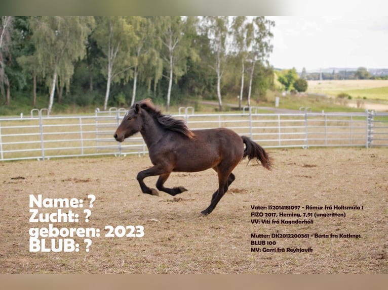 Icelandic Horse Mare 1 year 12,3 hh Brown in Offenheim