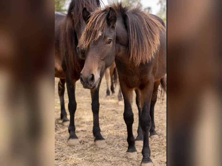 Icelandic Horse Mare 1 year 12,3 hh Brown in Offenheim