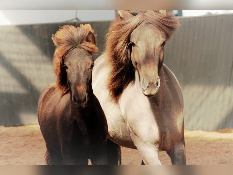 Icelandic Horse Mare 1 year 13.2 hh Black in Lehmrade