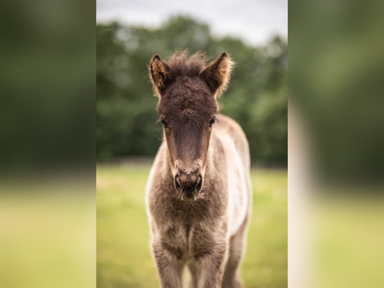 Icelandic Horse Mare 1 year 13.2 hh Black in Lehmrade