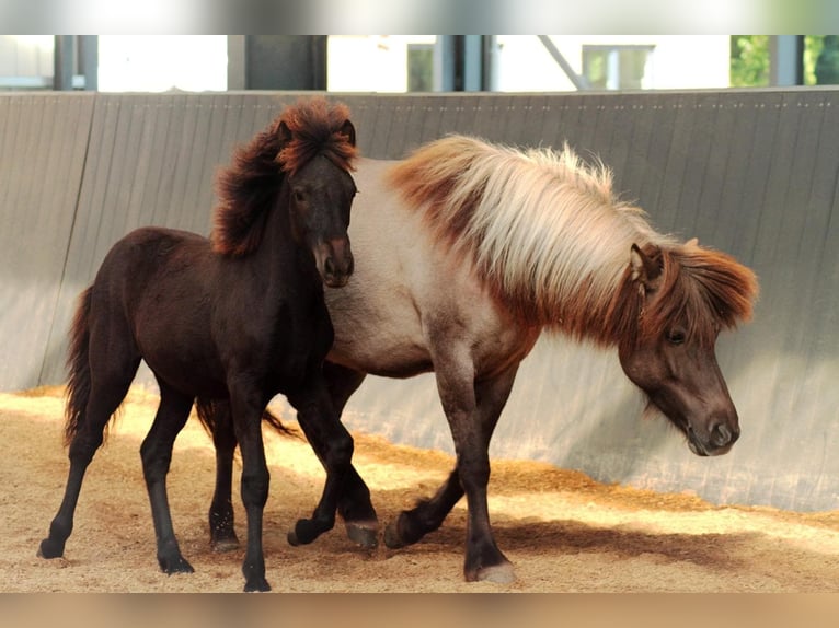 Icelandic Horse Mare 1 year 13.2 hh Black in Lehmrade