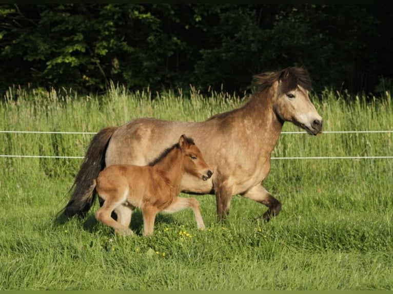Icelandic Horse Mare 1 year 13.2 hh Brown in Winterswijk Kotten