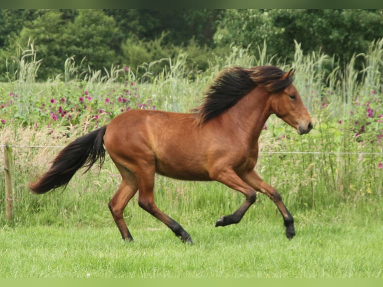 Icelandic Horse Mare 1 year 13.2 hh Brown in Winterswijk Kotten