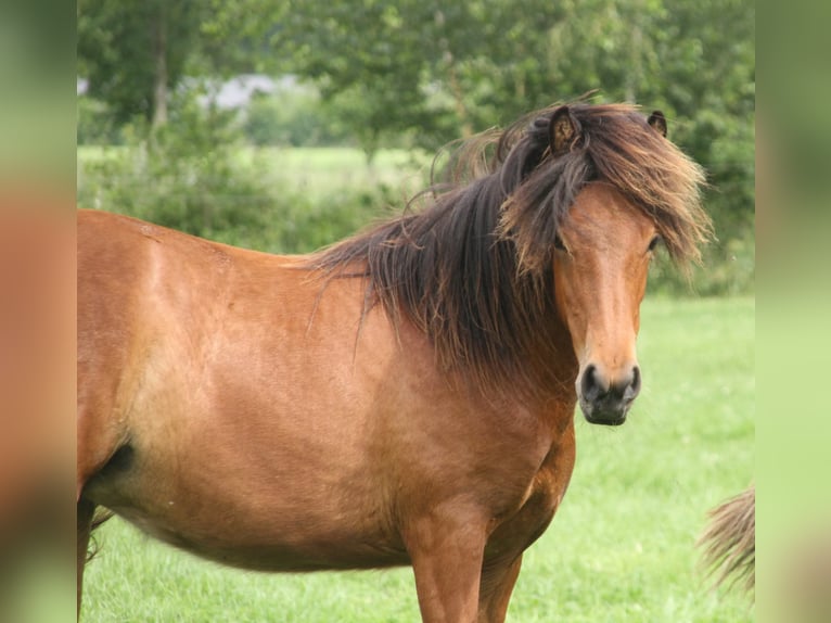 Icelandic Horse Mare 1 year 13.2 hh Brown in Winterswijk Kotten