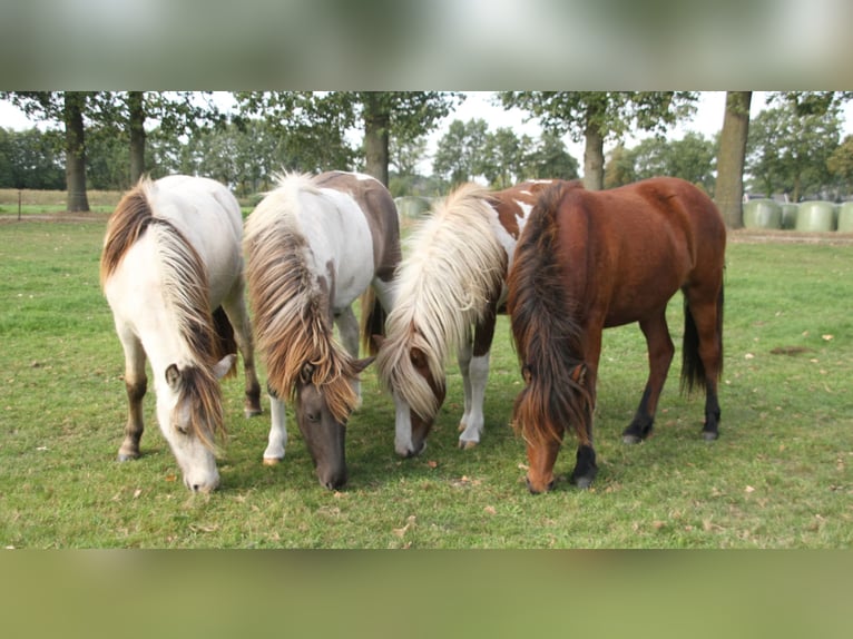 Icelandic Horse Mare 1 year 13.2 hh Brown in Winterswijk Kotten