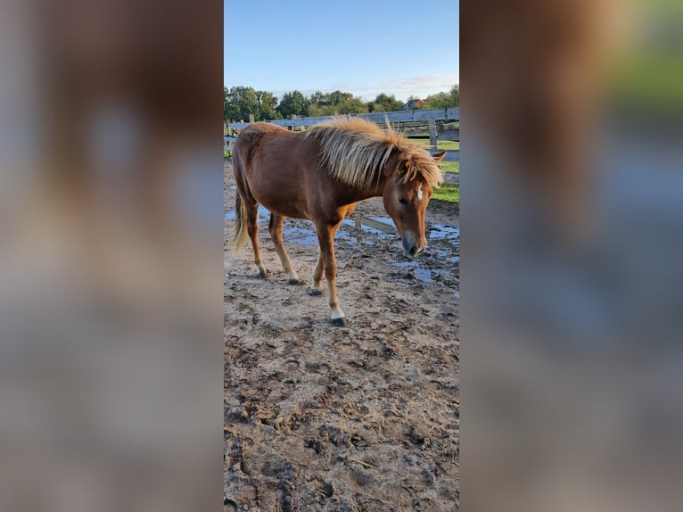 Icelandic Horse Mare 1 year 13,2 hh Chestnut in Wienhausen