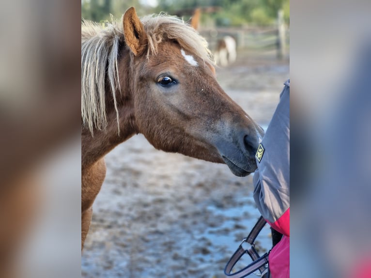 Icelandic Horse Mare 1 year 13,2 hh Chestnut in Wienhausen