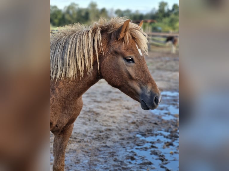 Icelandic Horse Mare 1 year 13,2 hh Chestnut in Wienhausen