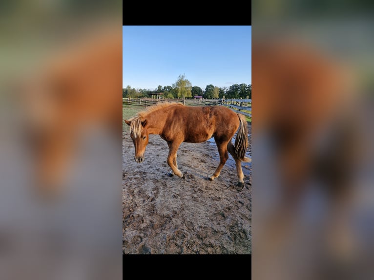 Icelandic Horse Mare 1 year 13,2 hh Chestnut in Wienhausen